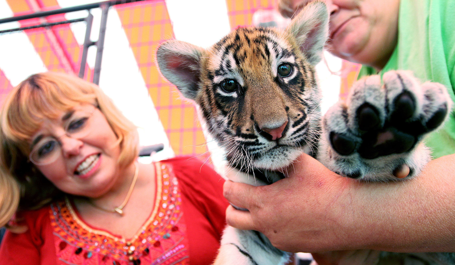 Tigers-at-the-fair-005